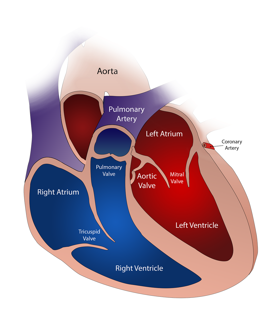 Jak uchronić się przed chorobami serca? Zdrowe serce, echo serca poznań