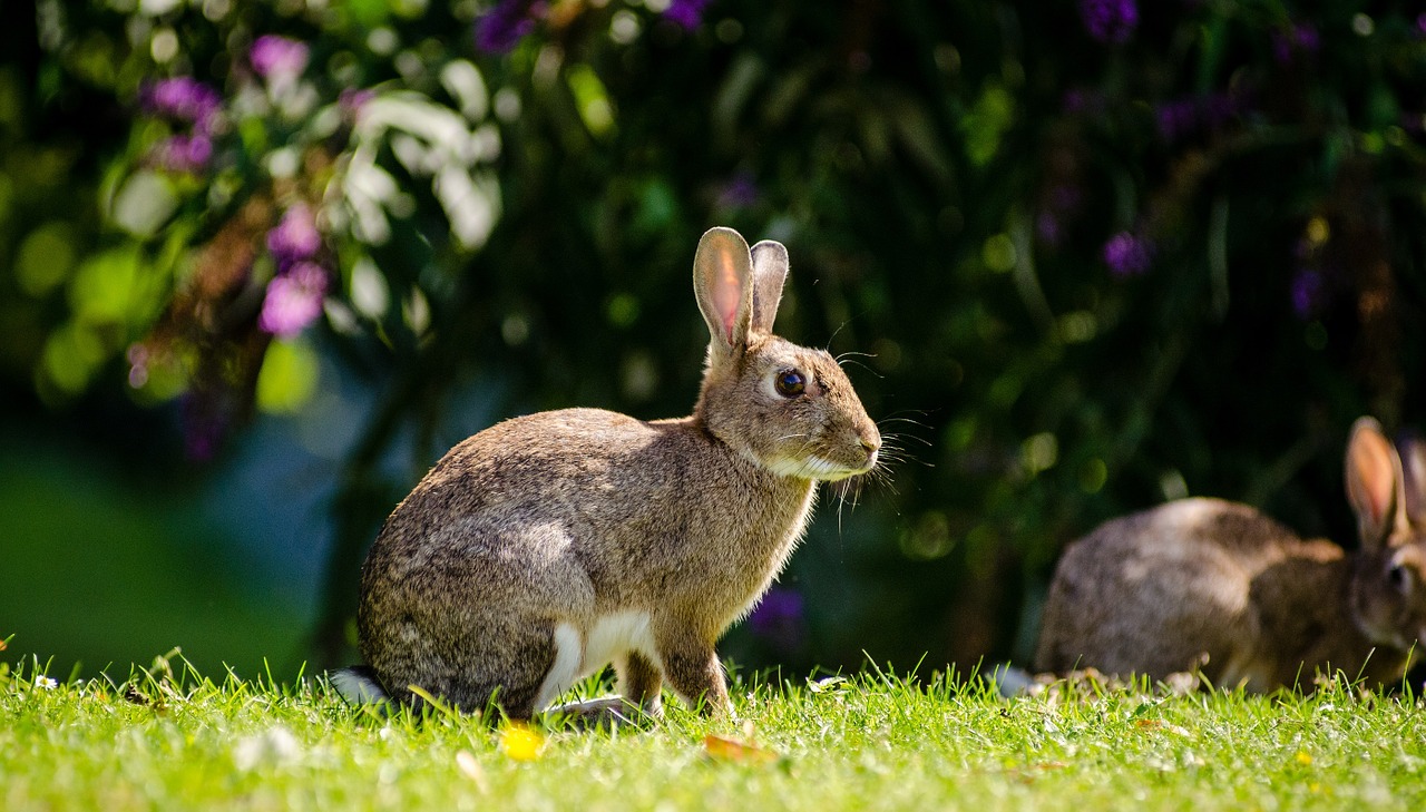 Jak nazywa się uroczy królik miniaturka? Hermelin niebieskooki.