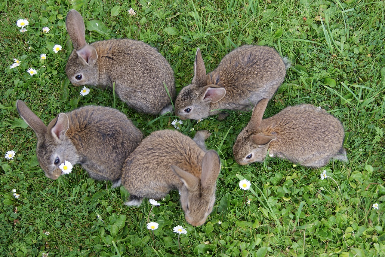 Króliki popielniańskie. Skąd wywodzi się rasa królików popielniańskich?