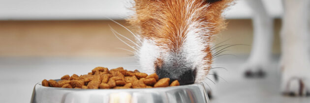 Bezzbożowe karmy dla szczeniąt i psów dorosłych – co warto o nich wiedzieć