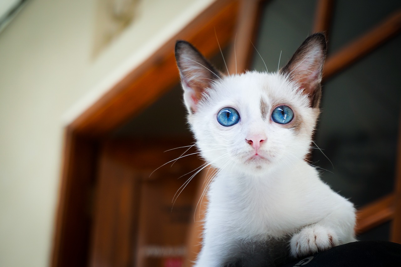 Choroby oczu u kota: przyczyny, objawy i leczenie