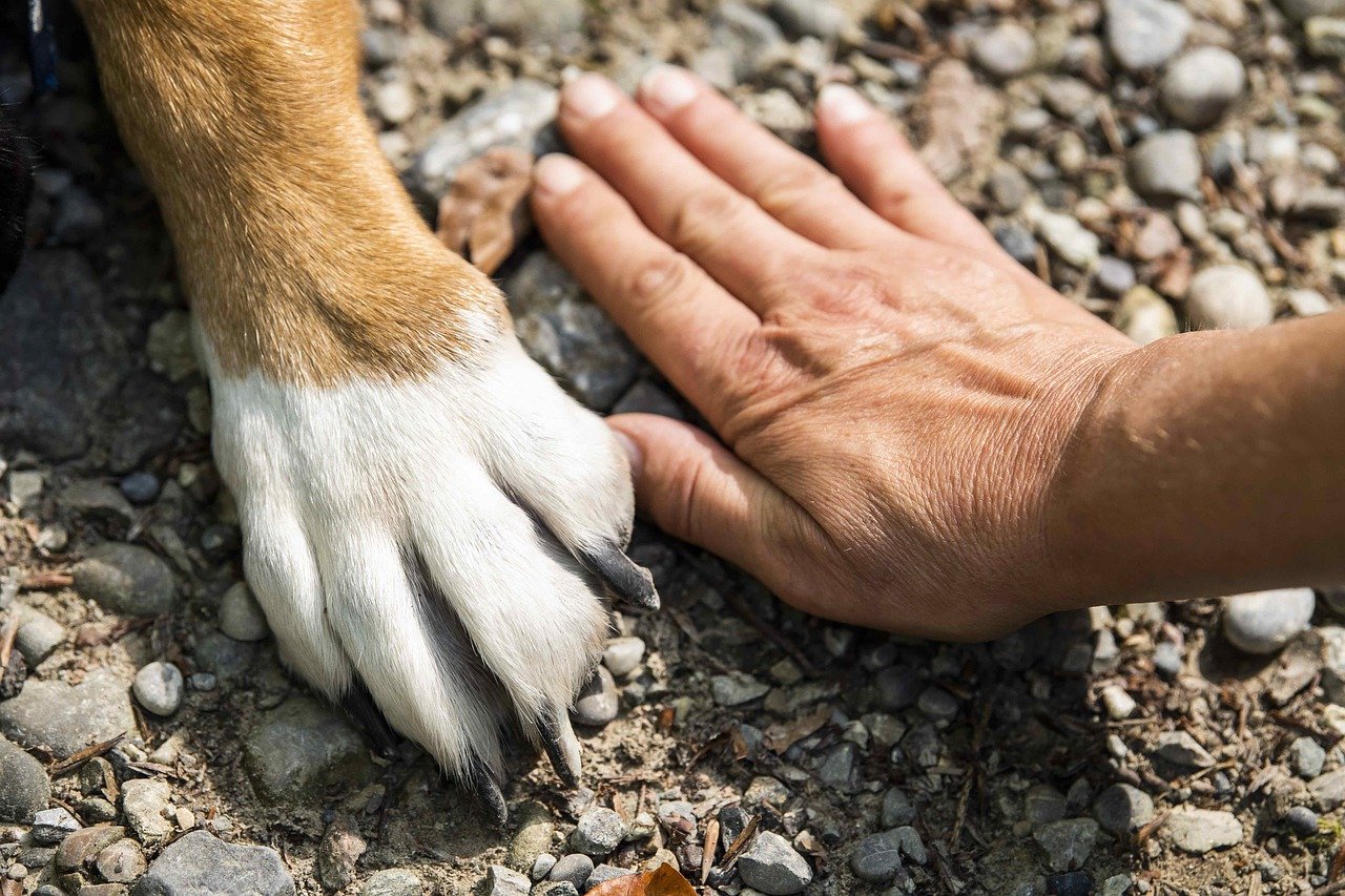 9 najczęstszych objawów dyskopatii u psów