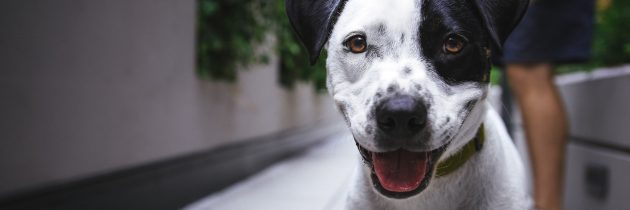Saszetka na przysmaki dla psa – czym się kierować przy wyborze?