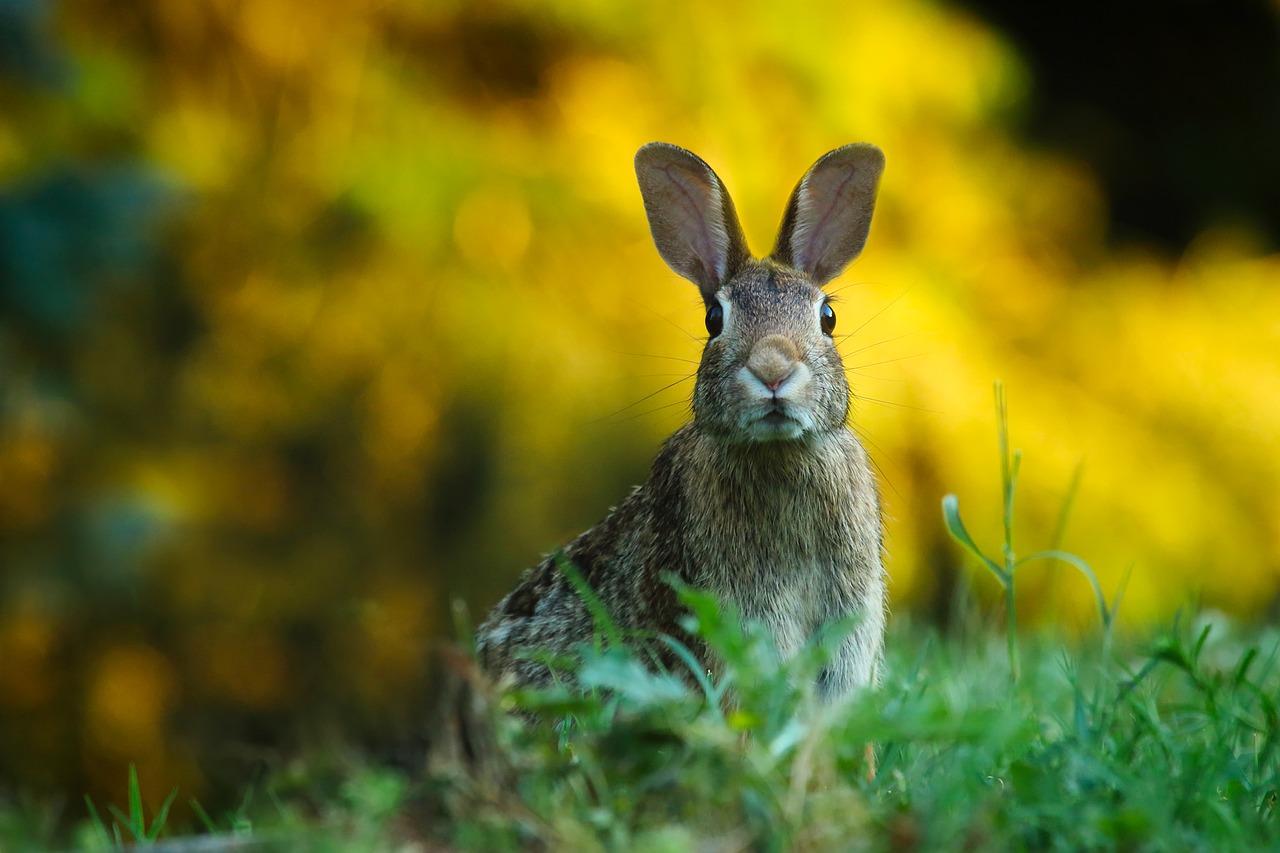 Czy króliki nowozelandzkie czerwone są hodowane w Polsce? Królik nowozelandzki czerwony hodowla