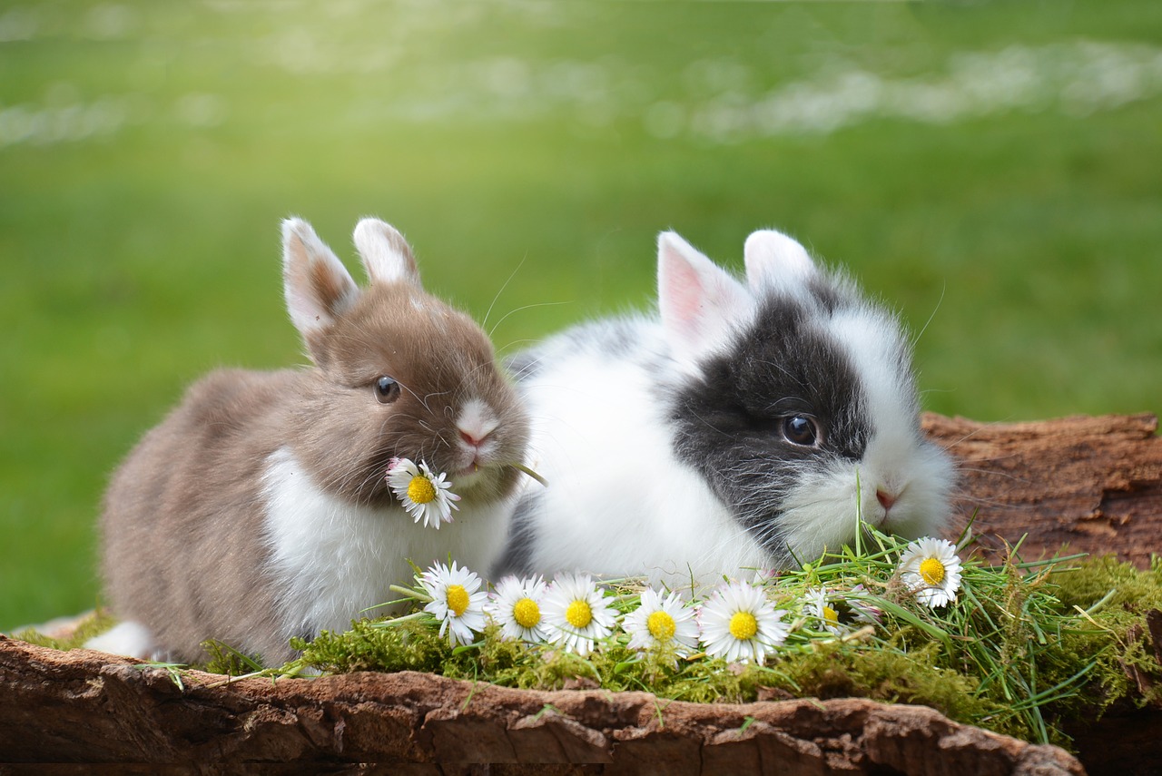 Gdzie hodować króliki? Wykot królików zimą