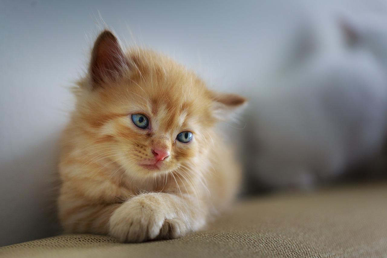 7 najważniejszych rzeczy, o których należy pamiętać, karmiąc małego kota