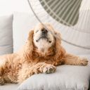 Tłuszczak u psa – przyczyny, objawy i leczenie