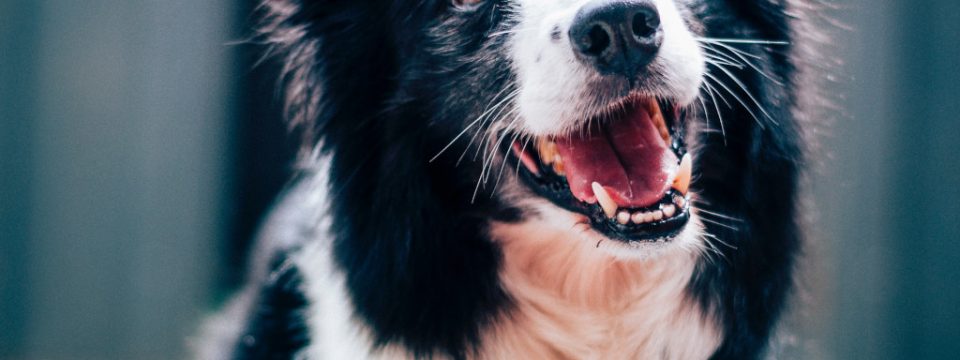 Odwodnienie u psów: jak rozpoznać i zapobiegać temu zagrożeniu