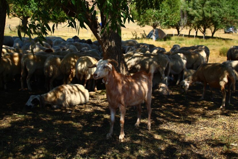 Nowoczesne podejście do hodowli zwierząt – między etyką a efektywnością 20251029163332_download